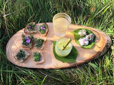 Sortie Découverte des plantes sauvages comestibles