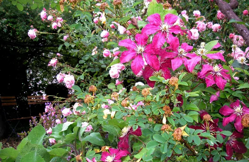 Rendez-vous au Jardin des Cordeliers