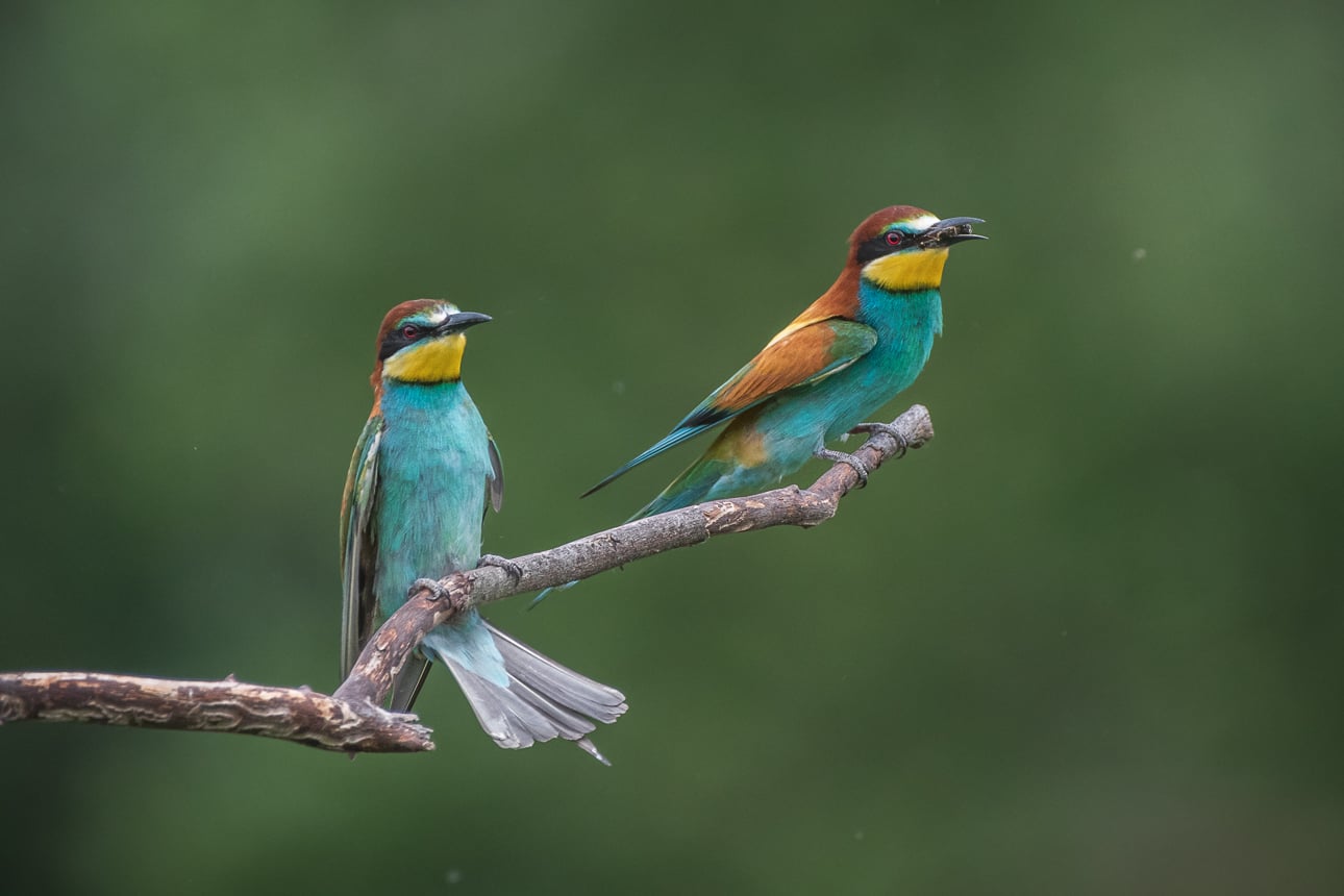 Les oiseaux d'ici venus d'ailleurs