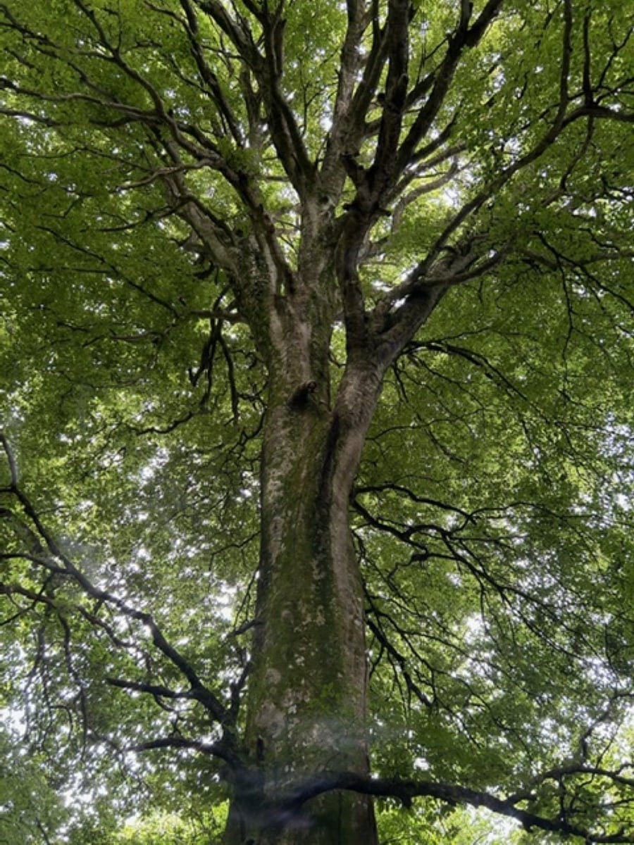 Atelier tout public : les habitants de l'arbre