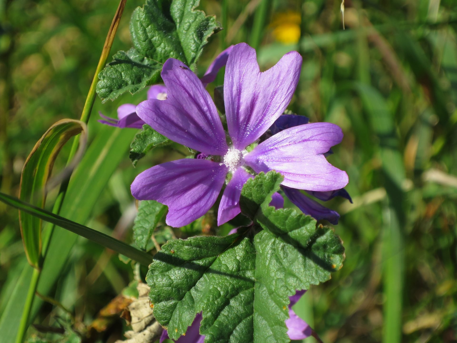 DÉCOUVREZ LES BIENFAITS DES PLANTES SAUVAGES