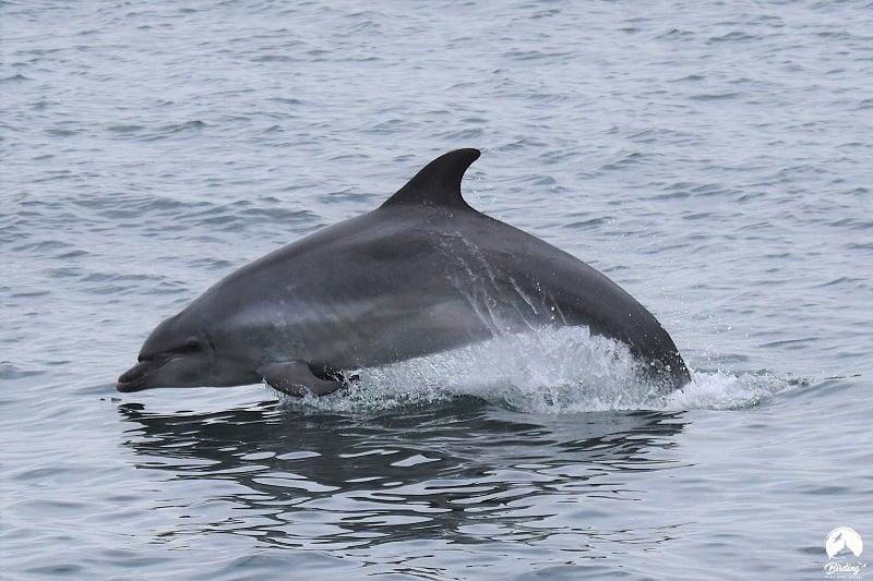 Expérience de Destination : J’observe la faune marine dans les archipels de Chausey et des Minquiers