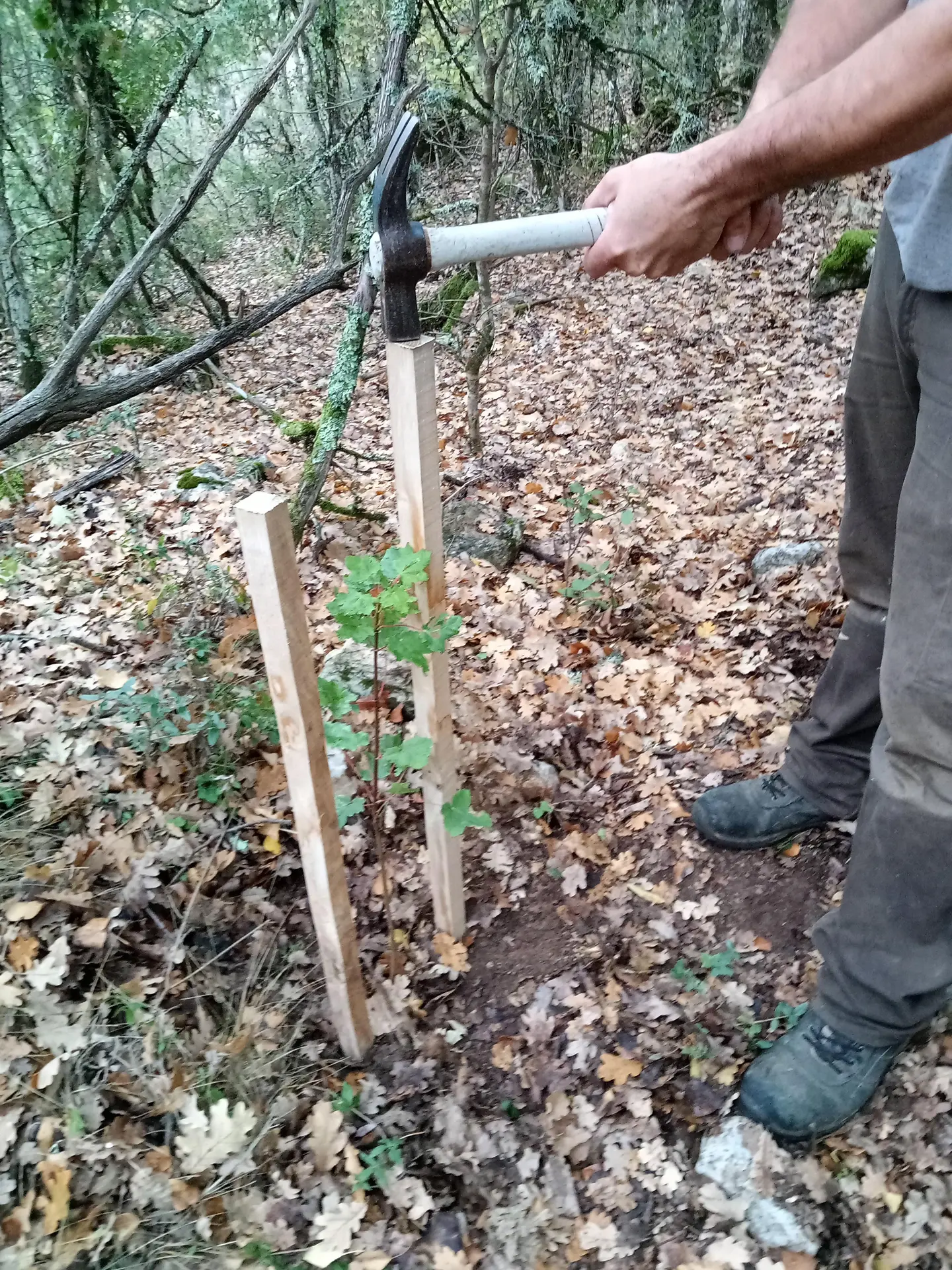 Plantations d’arbres pour renforcement forestier et création de haies - chantier nature
