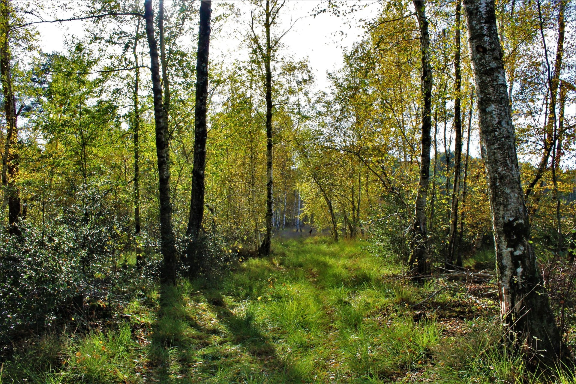 Escapades nature : Trésors de tourbière