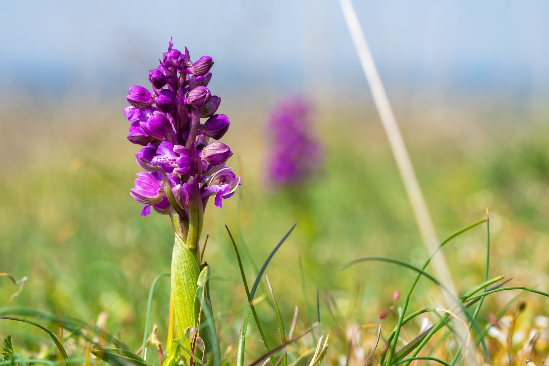 Dans le monde des plantes