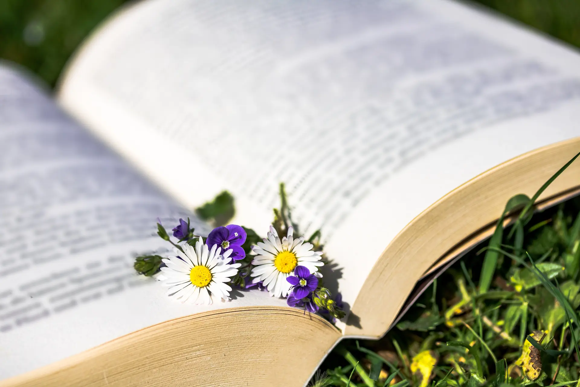 Bibliothèque au jardin