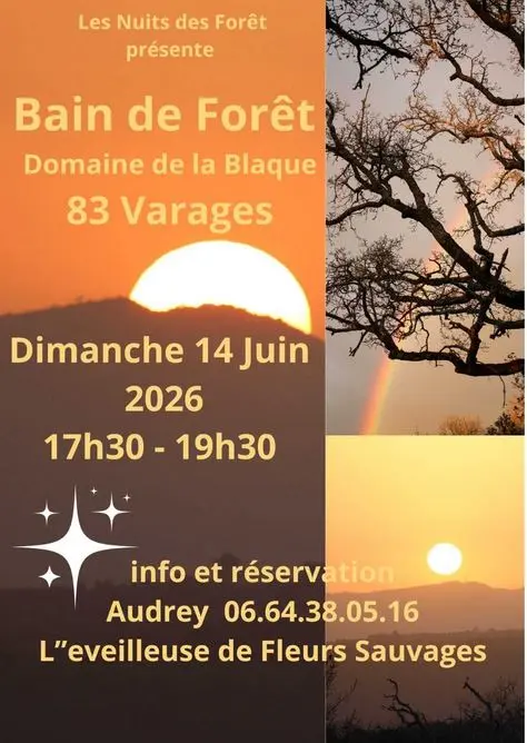 Bain de forêt | Nuits des forêts