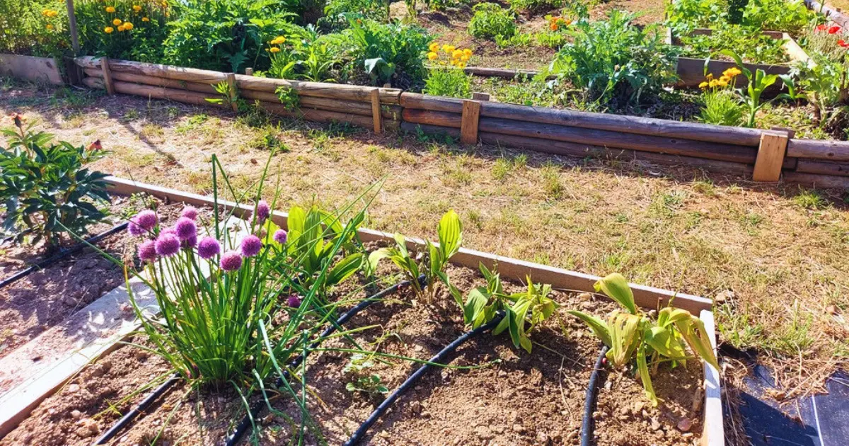 Porte ouverte aux Jardins Familiaux