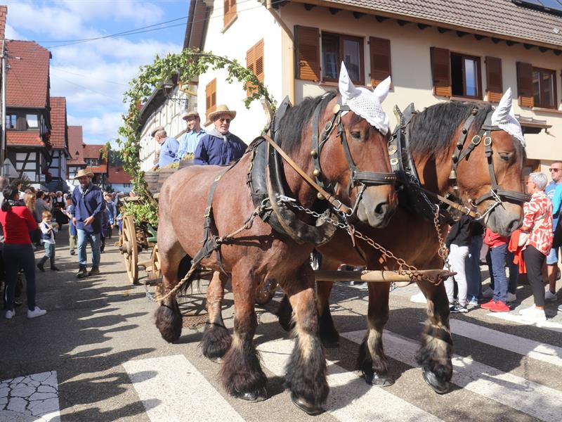 Les vendanges d'antan
