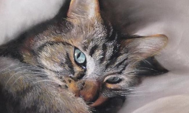 Exposition artistique SOS chats errants 87