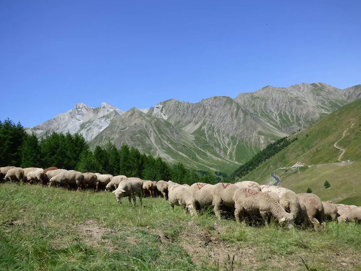 Sur les pas des bergers