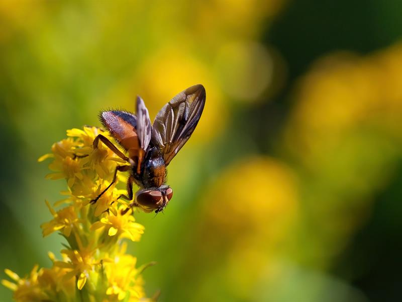 Rendez-vous aux jardins : Le jardin à travers les yeux