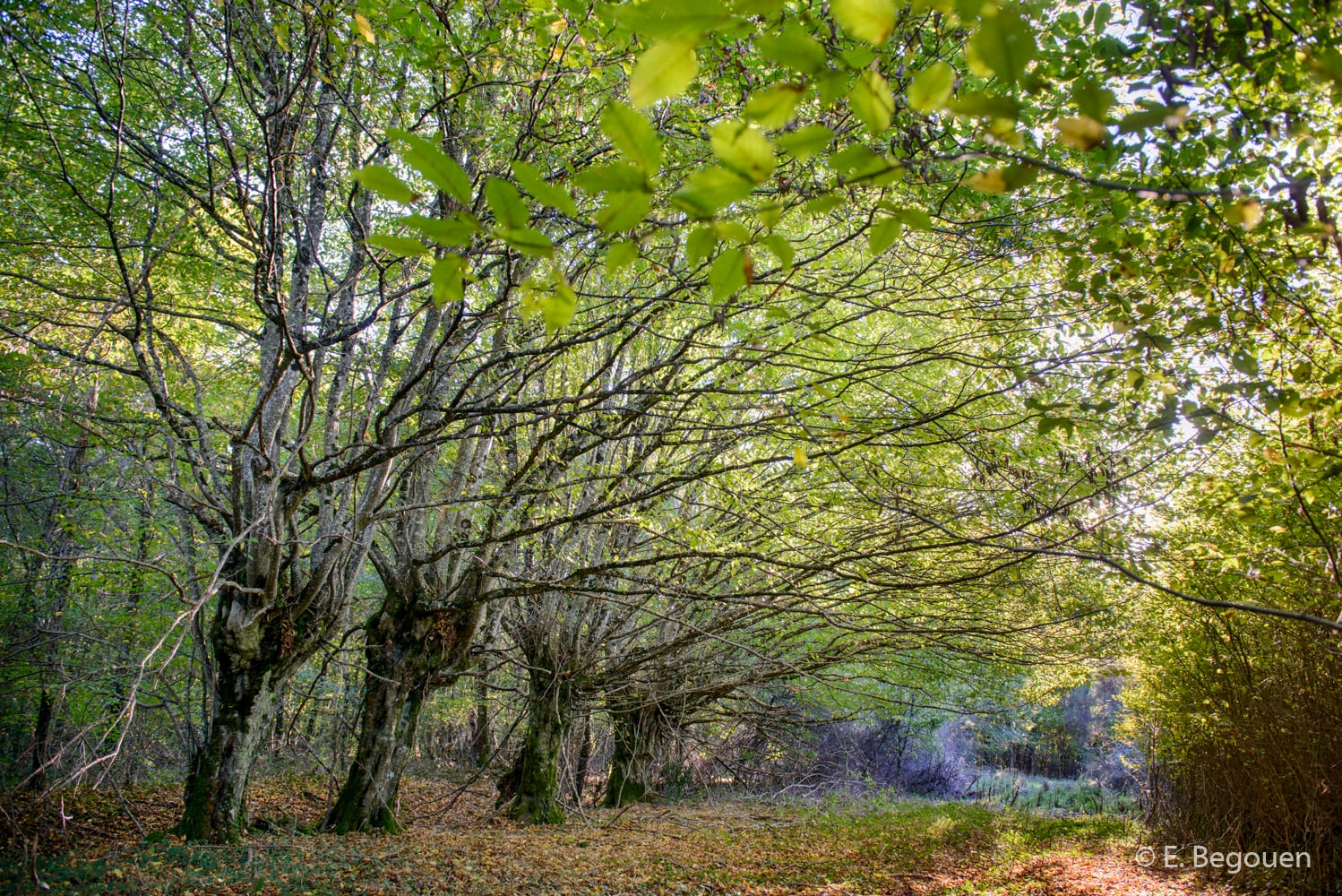 Sortie sur les papillons dans l'ENS de la Forêt domaniale des Abbayes