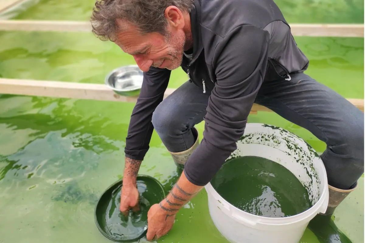 Visite et dégustation : la spiruline, de la culture à l'assiette