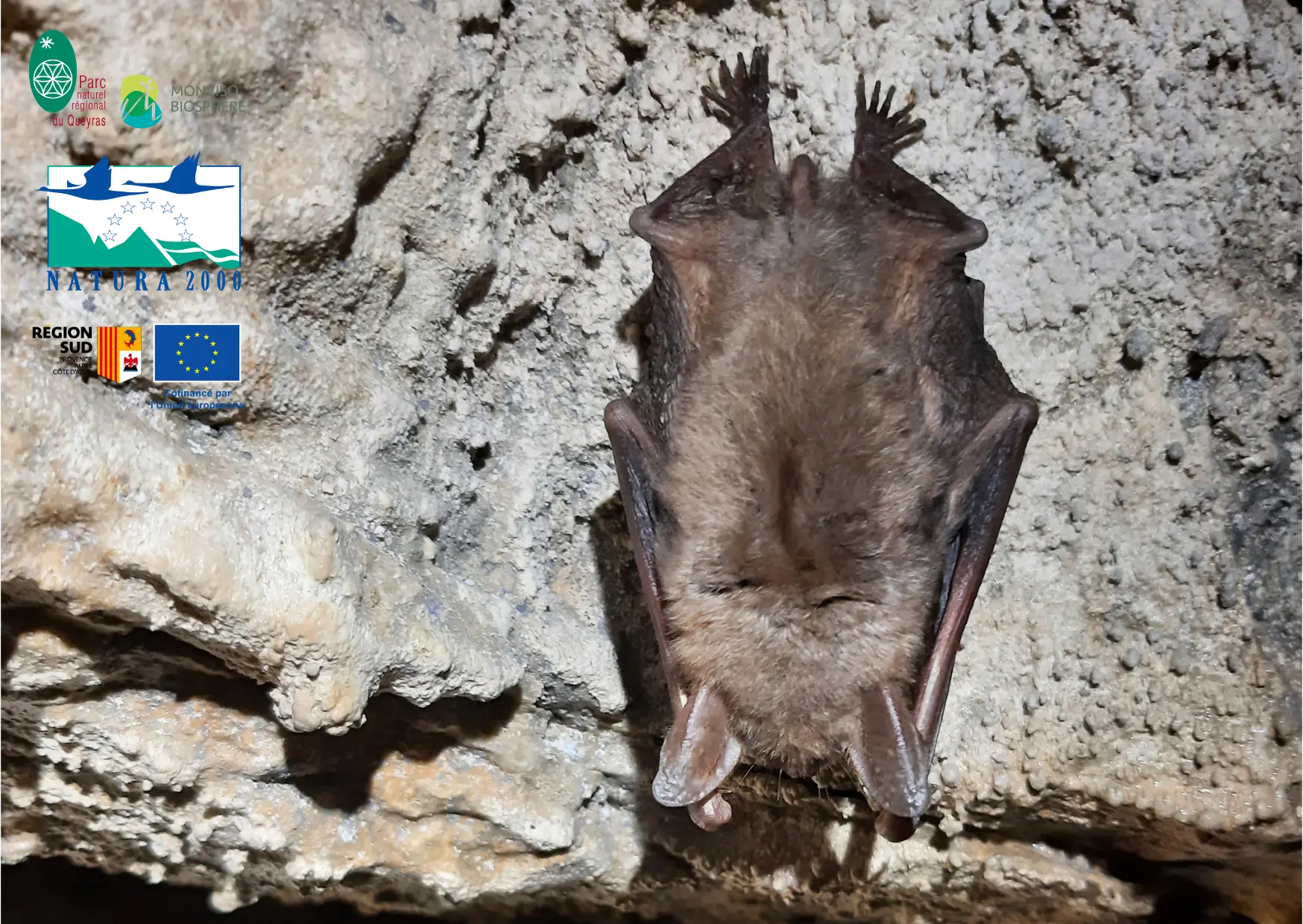 Le monde mystérieux des chauves-souris : balade