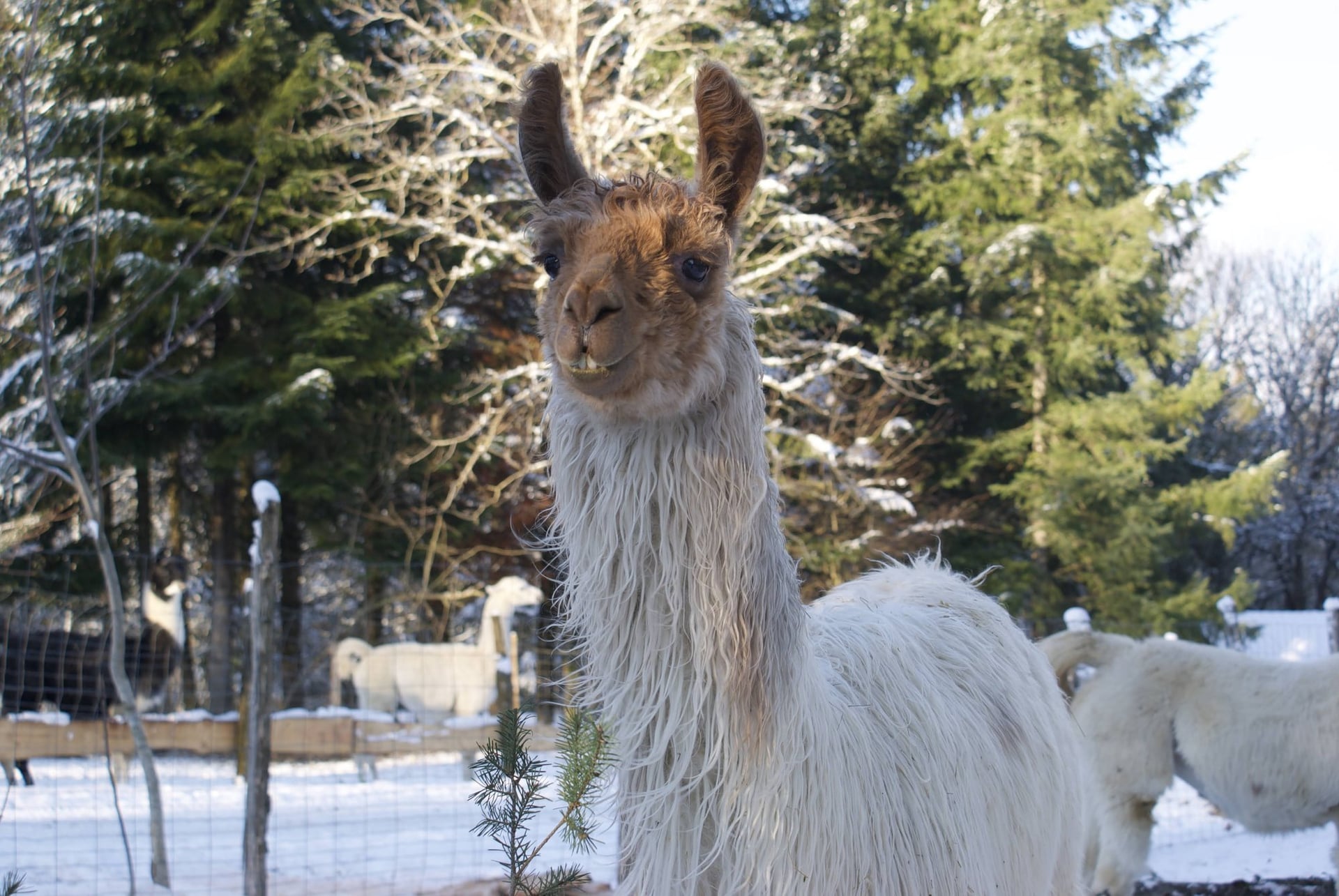 Vacances D'Hiver à Lama Loisirs