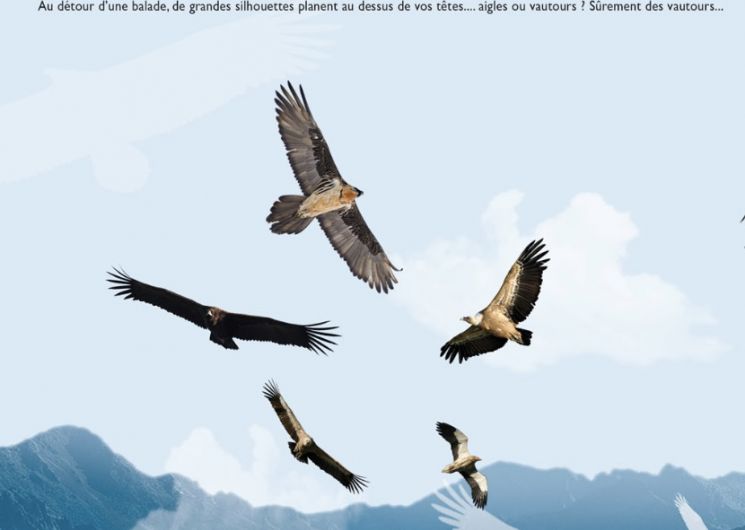 Balade d’observation des grands rapaces pyrénéen