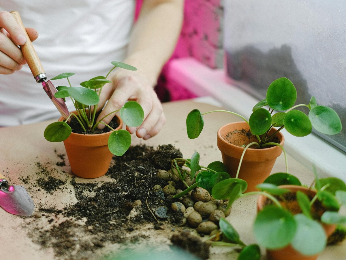 Bourse aux plantules