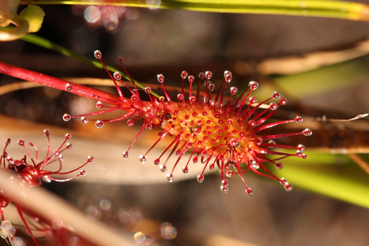 Le monde des plantes carnivores