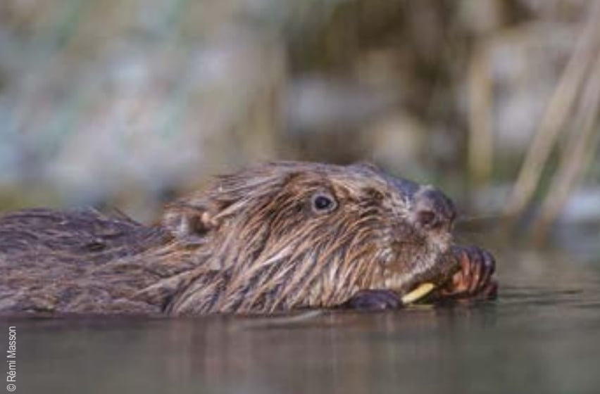 Musée L'Abbaye - Visite guidée - Au coeur des rivières