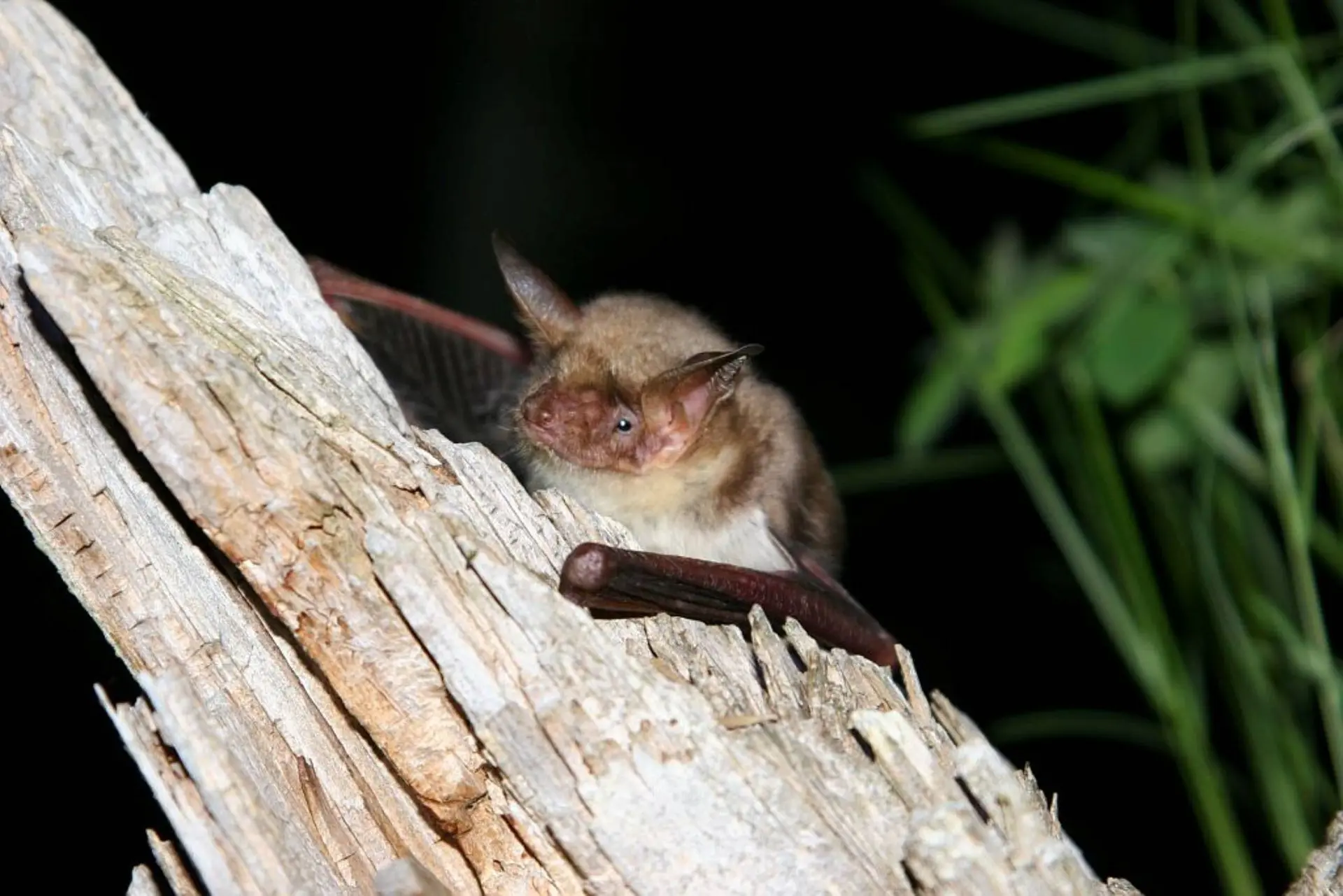Soirée autour des chauve-souris