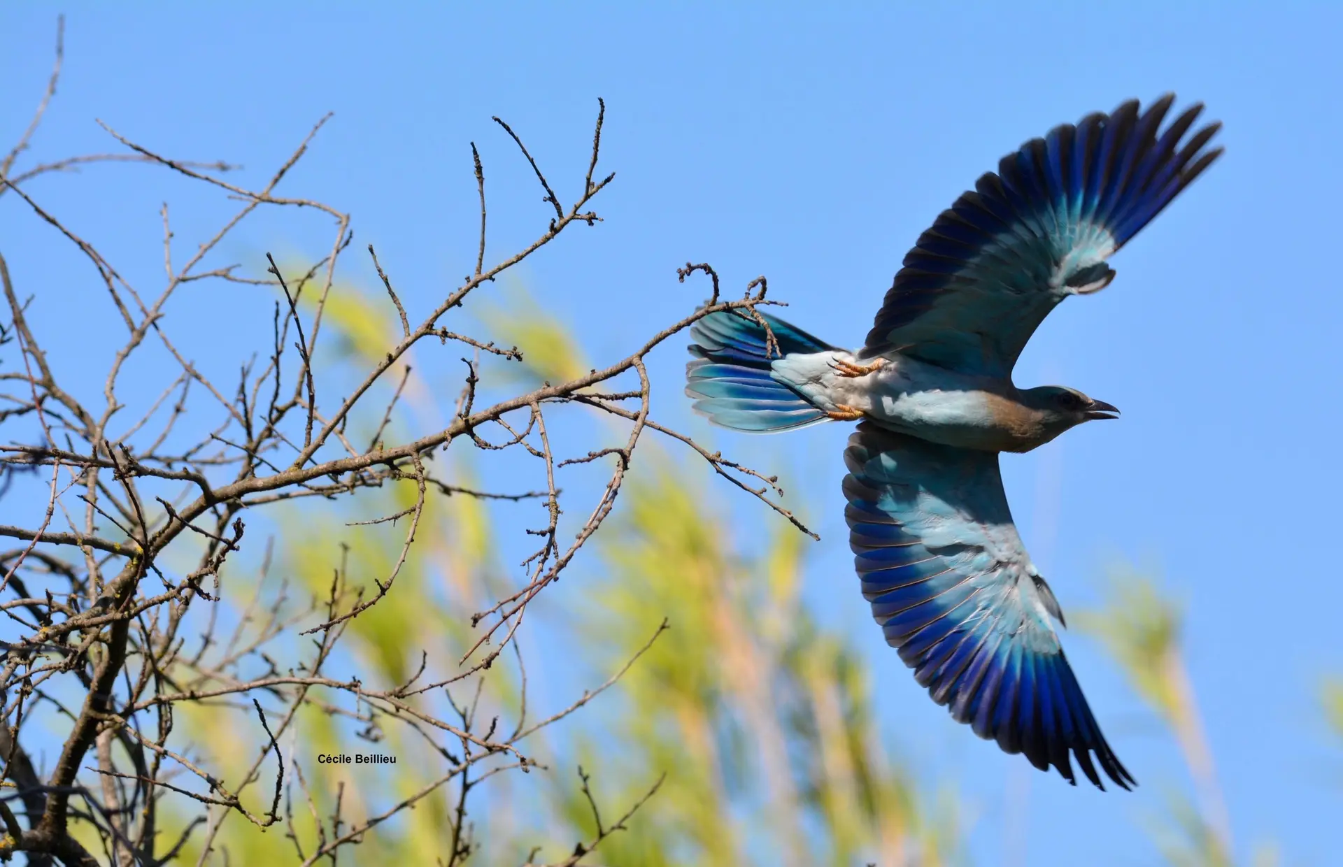 Balade ornithologique : Rolliers et autres oiseaux des A lpilles