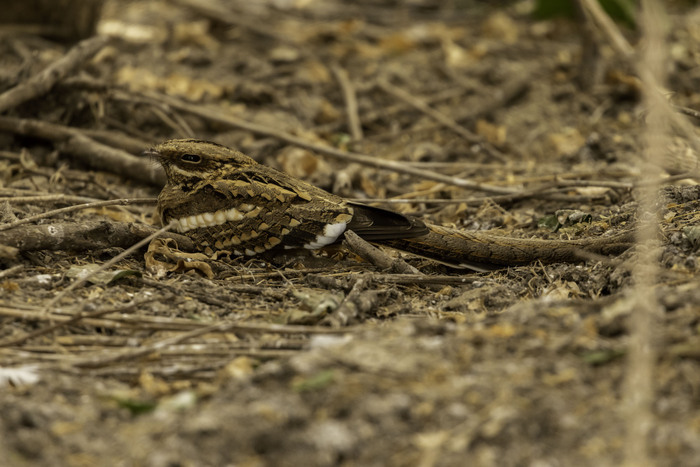 Crépuscule en Forêt : l’engoulevent et autres animaux nocturnes en parade – Nouveauté 2026