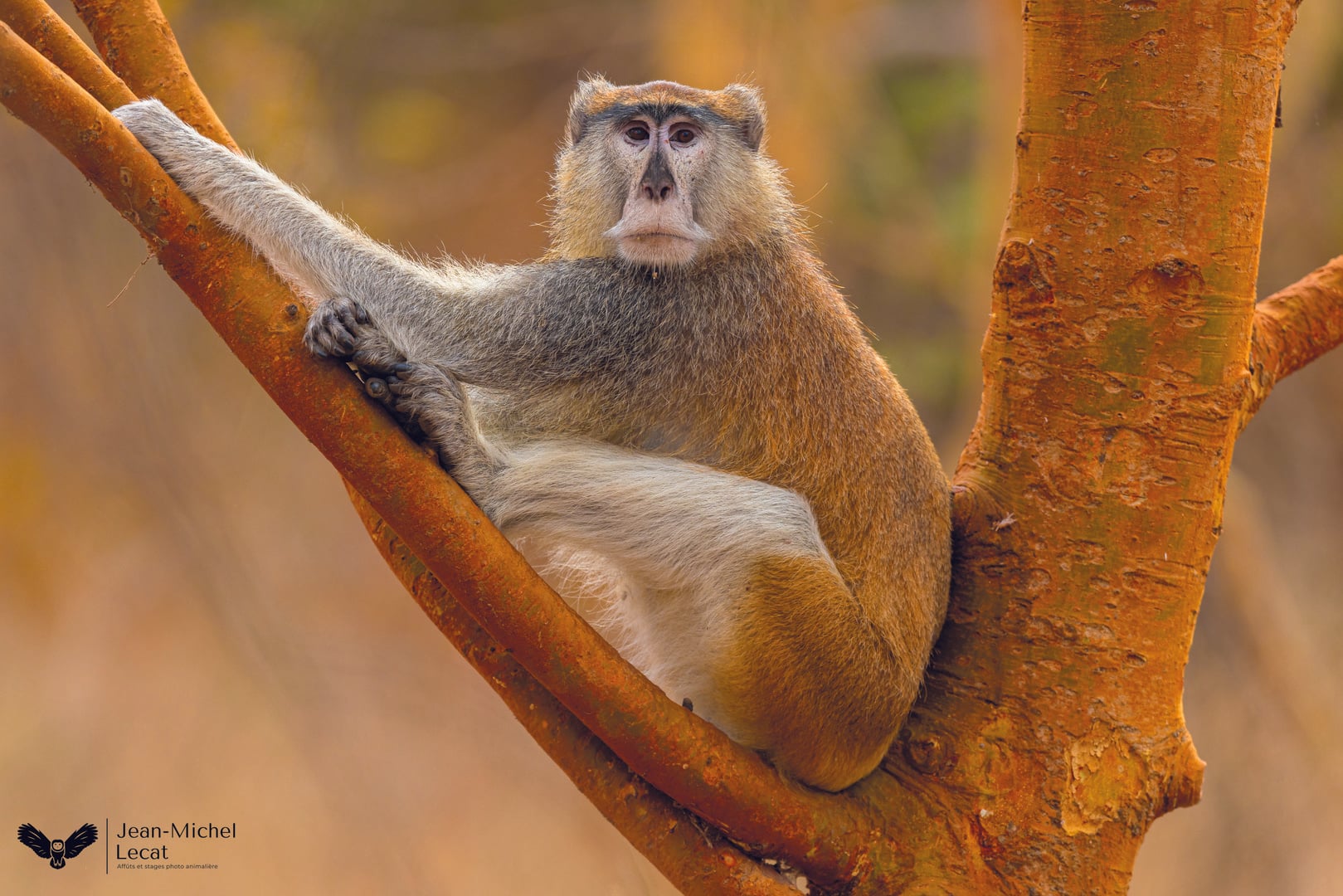Exposition de photographies de Jean-Michel Lecat « Sénégal : une biodiversité insoupçonnée »