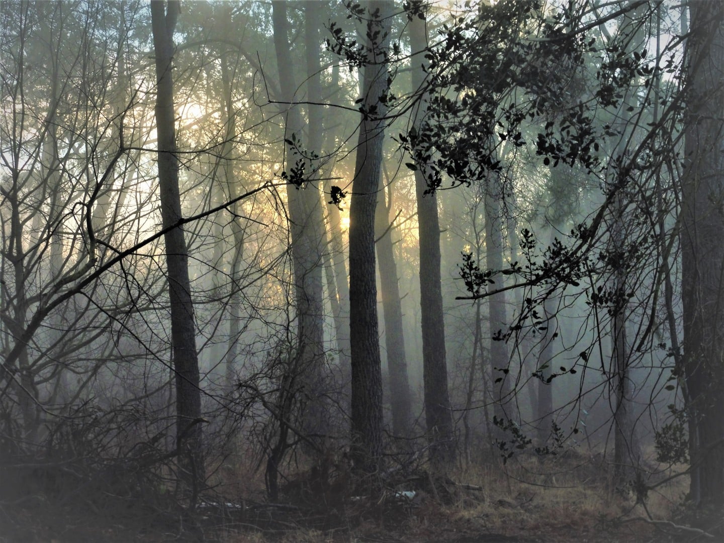 Balade Contée au Crépuscule : landes et forêt de Coat-an-Noz
