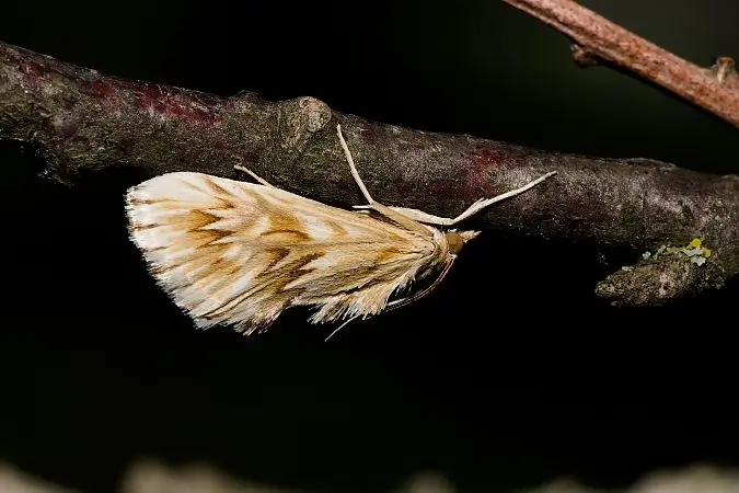 Inventaire des hétérocères du Lubéron
