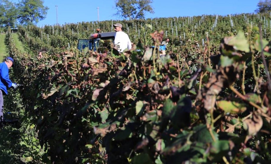 De ferme en ferme : vignoble de la Vinadie à Figeac