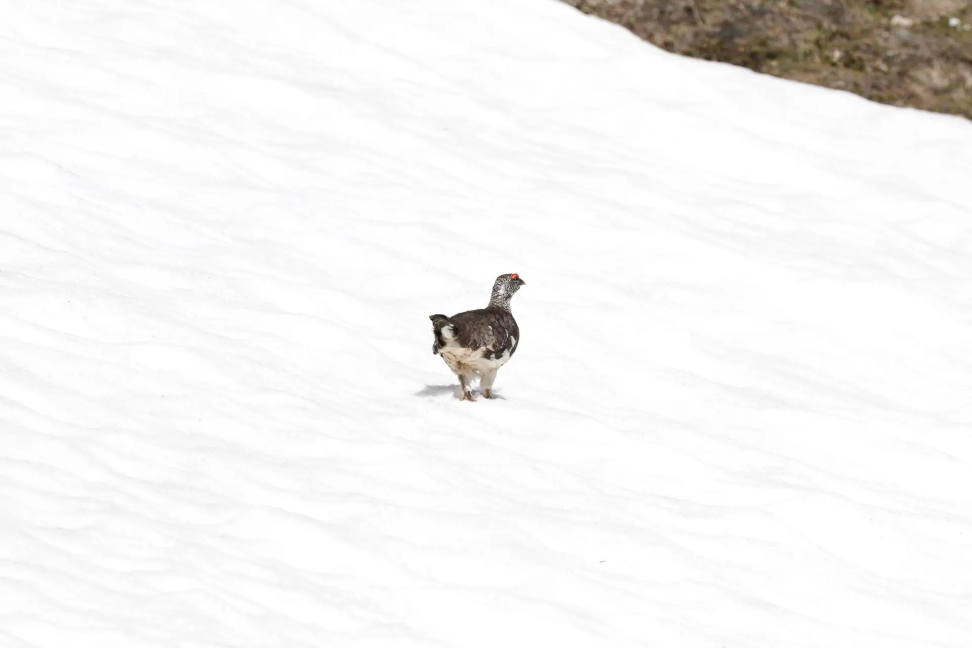 La biodiversité des Alpes, une affaire de climat !