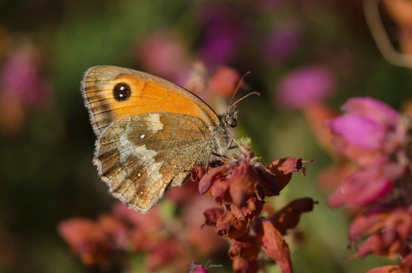 Opération Papillon de jour : découverte et protection des lépidoptères