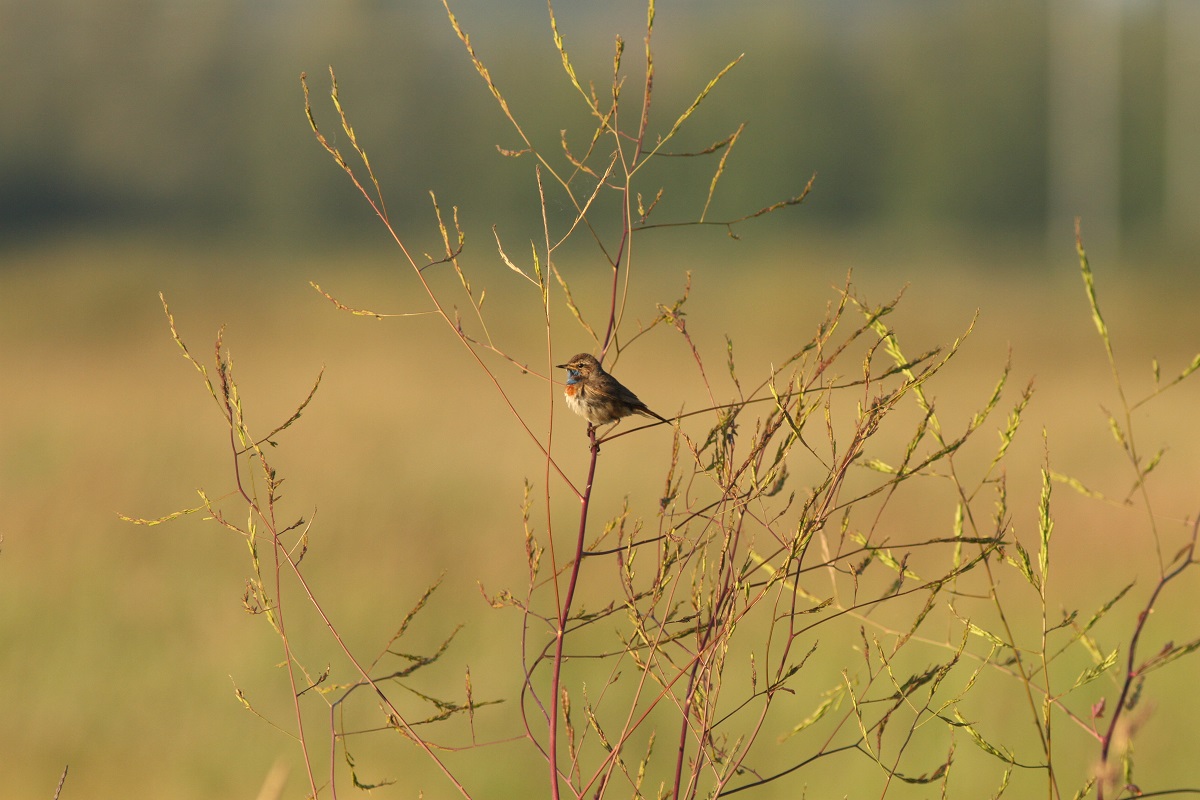 Des marais à découvrir