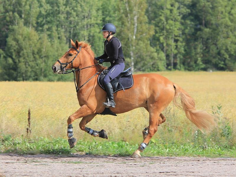 Journée du cheval