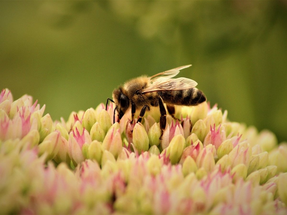 L'ABC DU HAUT-MINERVOIS - ANIMATION POLLINISATEURS