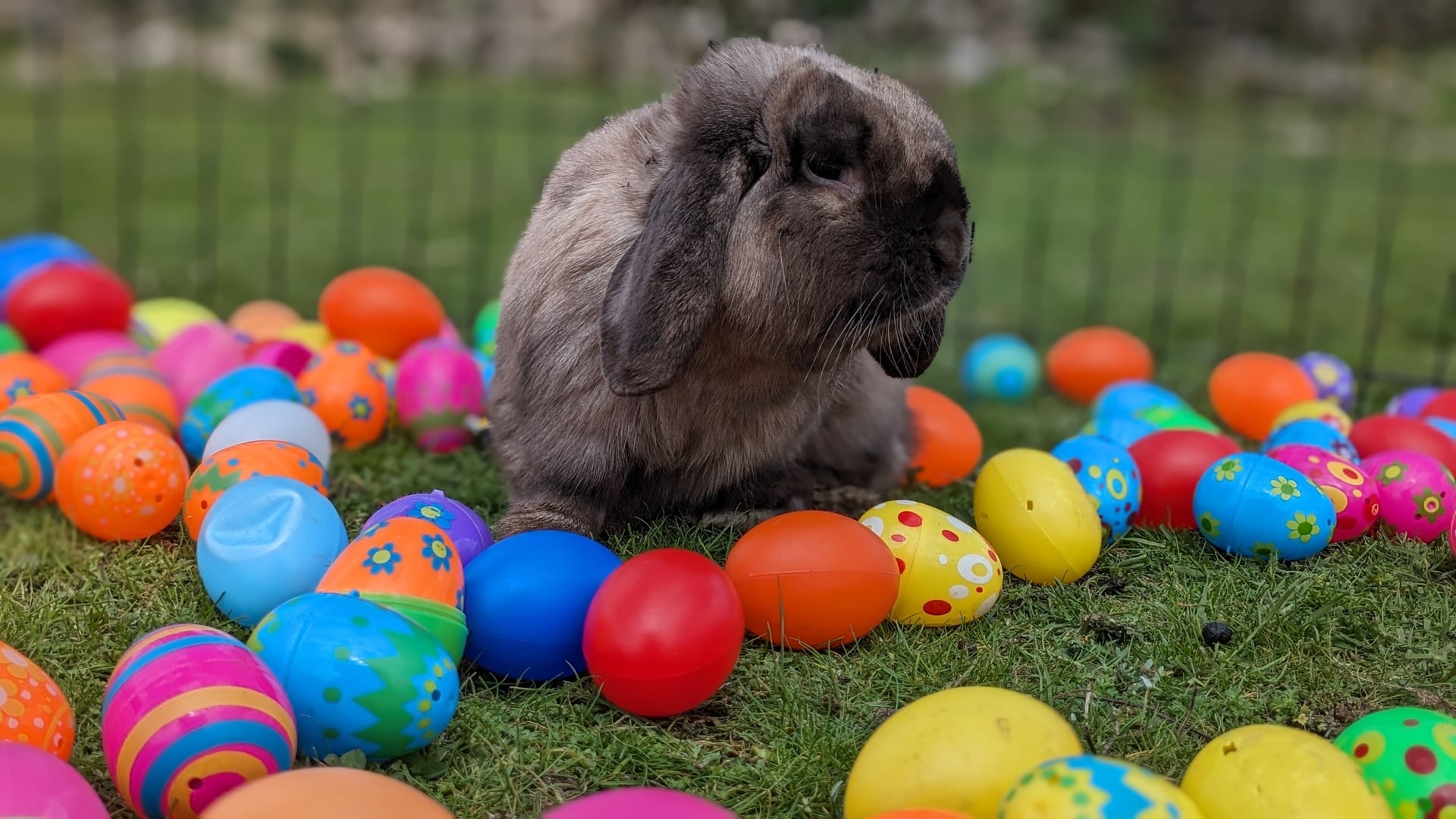 Chasse aux oeufs à la ferme de Maillofargueix