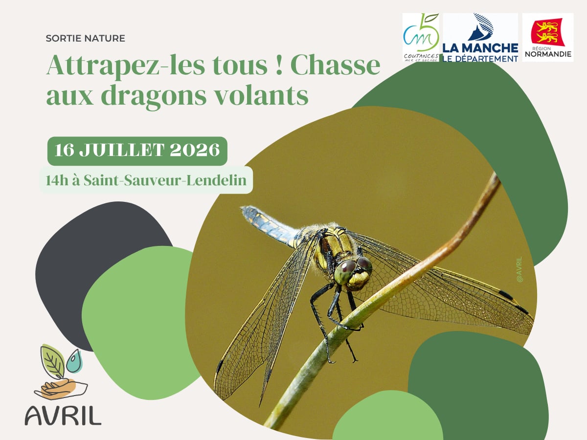 Attrapez les tous ! Chasse aux dragons volants