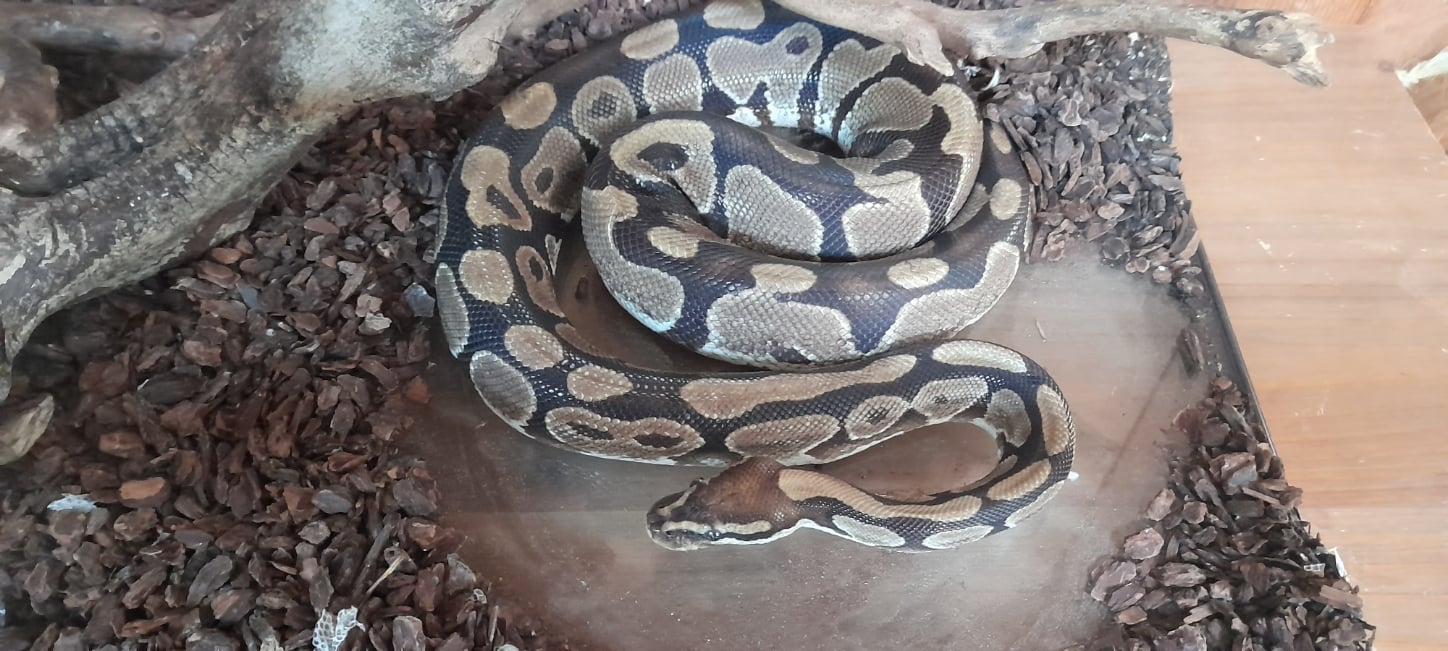 Rencontre avec Shé la femelle python : Médiathèque Aqua-Libris