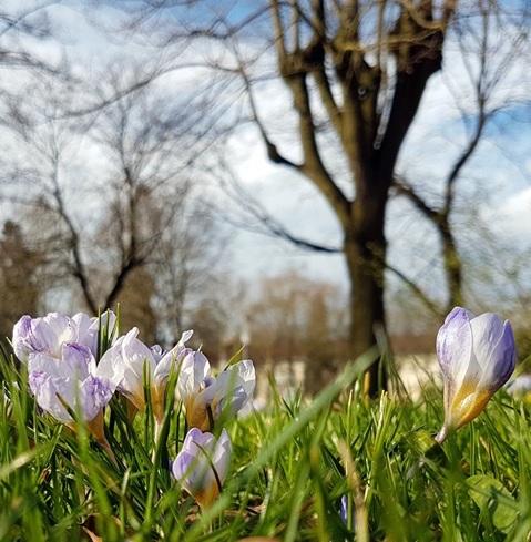 Visite guidée de Metz - Flânerie dominicale