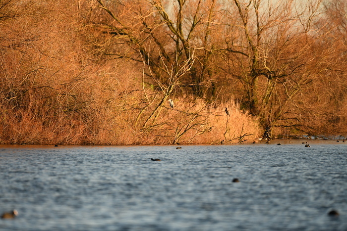 Balade naturaliste : palette automnale