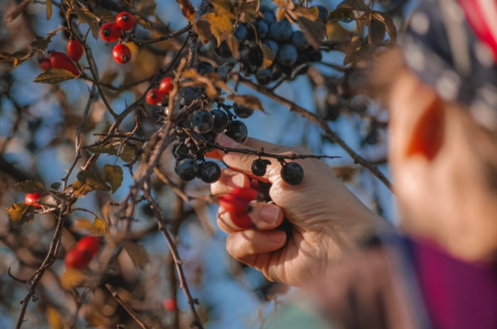 Cueillette et cuisine