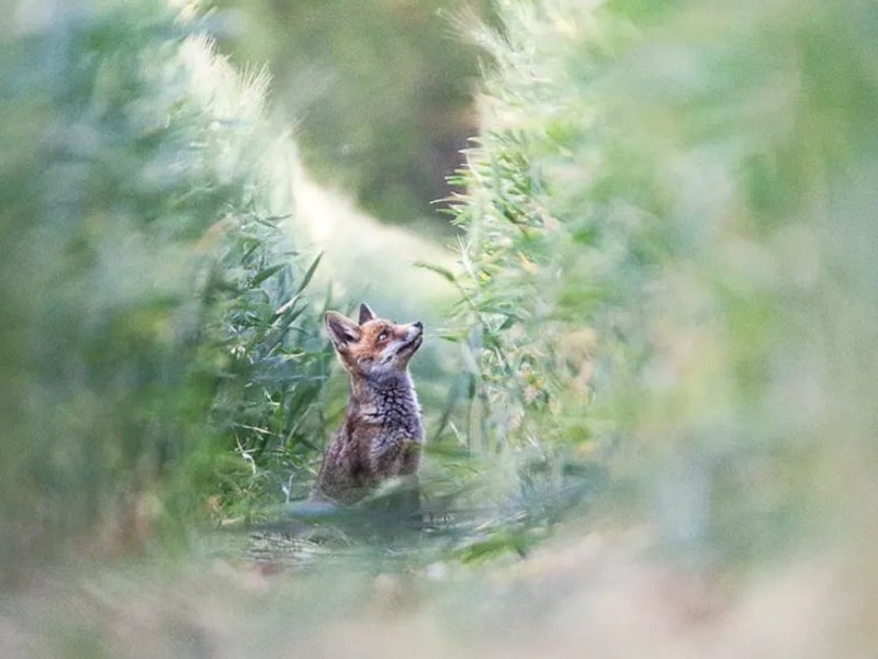 Activités agricoles & biodiversité - Conférences et expositions
