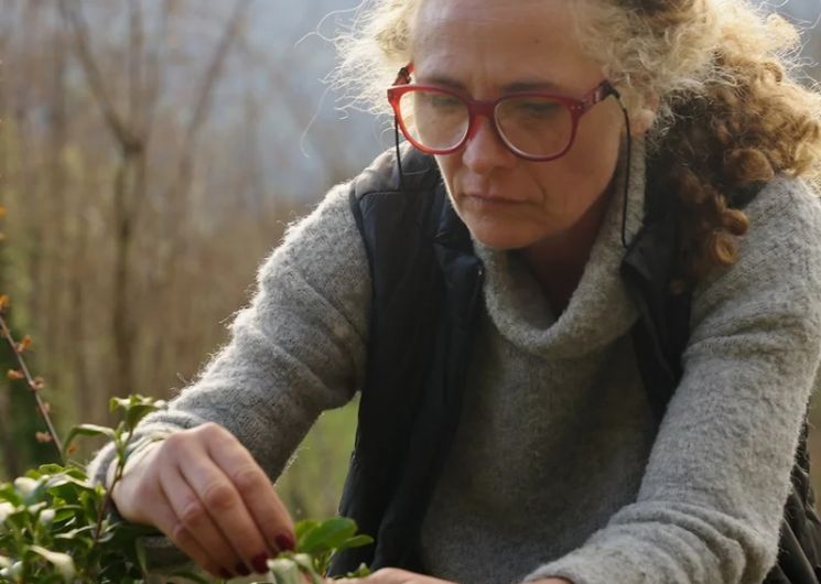 Visite de la plantation de thé de l’Arrieulat