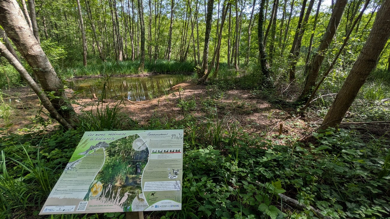 Sortie nature à Neuville-sur-Ailette : "Les mares de la voie verte : éveiller et transmettre"