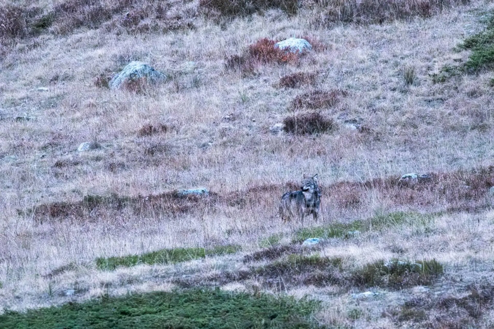 Ciné Casset : "Vivre avec les loups"