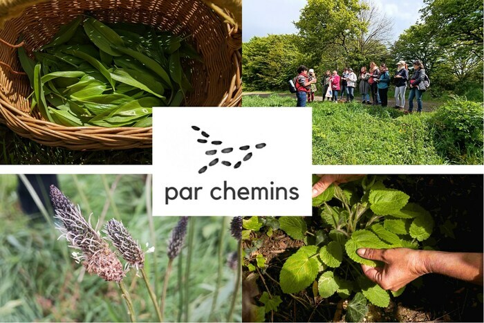 Balade découverte des plantes sauvages comestibles