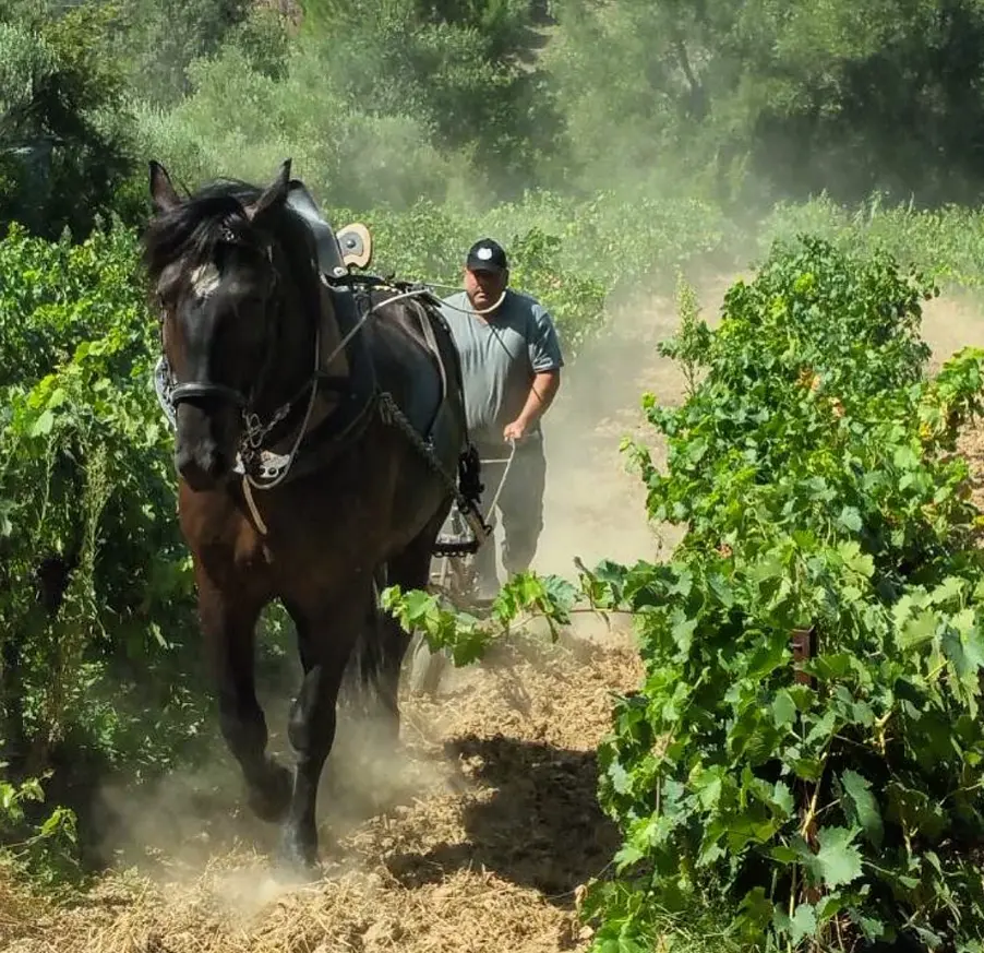 Démonstration - Cheval des vignes