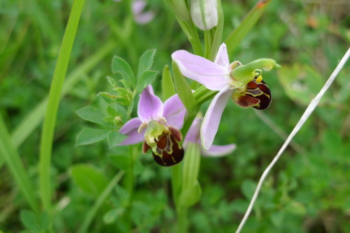 Les orchidées, une saison haute en couleur !