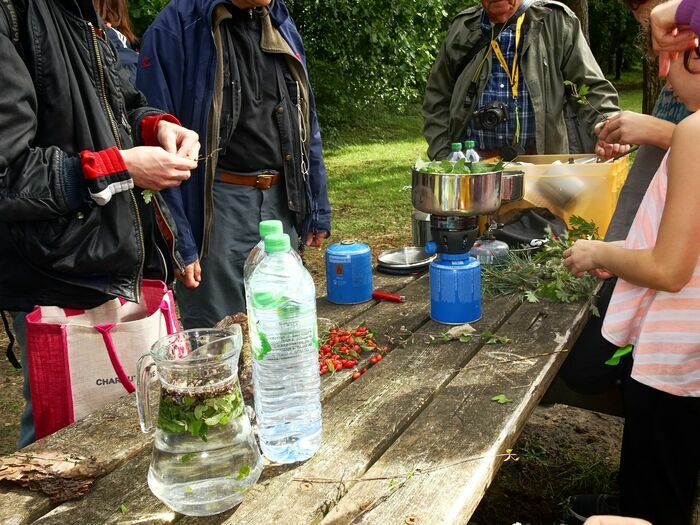 Les tisanes de la nature